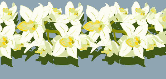 Orchid Pareo